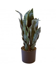 Deco plante Olla Vert