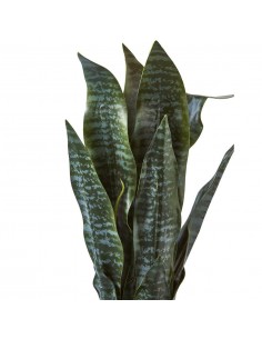 Deco plante Olla Vert 2